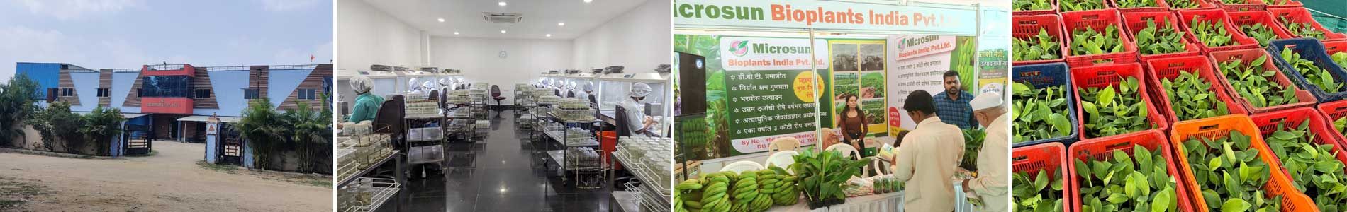 Services - microsun bio plants